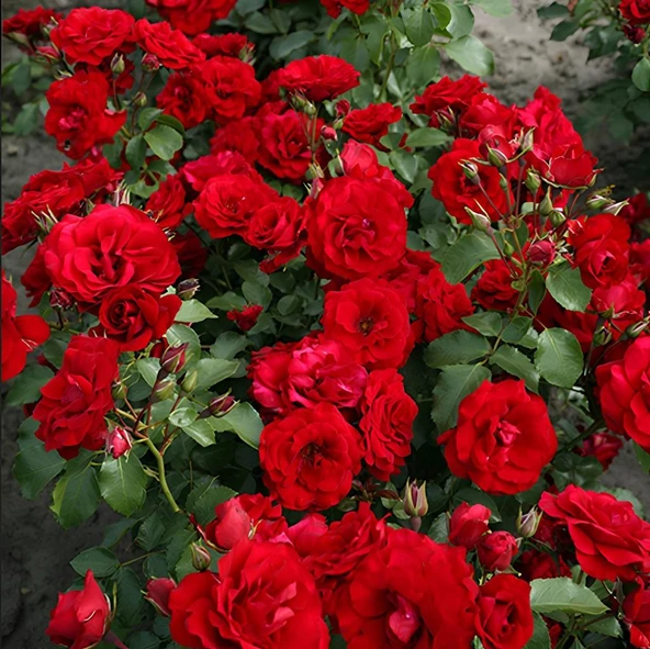 Tüplü Soğuklara Dayanıklı Goncalı Roter Drache Yediveren Gül Fidanı ürün görseli