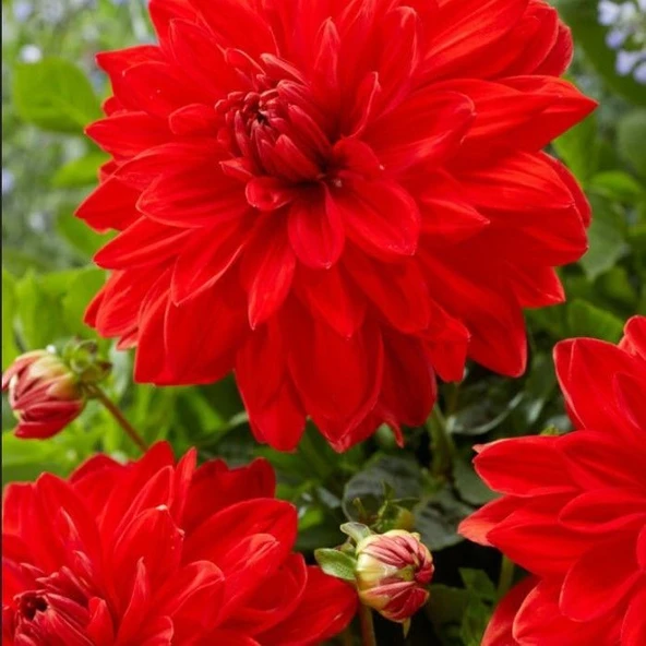 Red Neo Büyük Çiçekli Dahlia Yumrusu (1 adet)