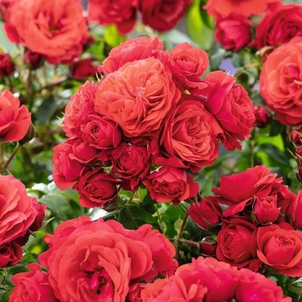 Tüplü Cherry Girl Kırmızı Yoğun Kokulu Yediveren Gül Fidanı ürün görseli