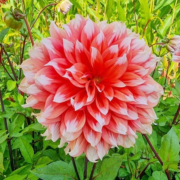 Holland Festival Büyük Çiçekli Dahlia Yumrusu (1 adet)