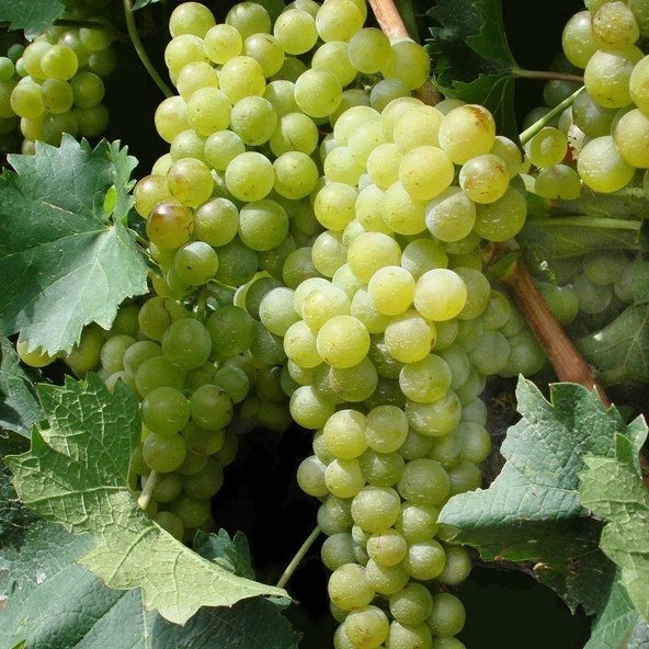 Tüplü Soğuklara Dayanıklı Erkenci İnce Kabuk Sulu  Safranbolu Çavuşu Üzüm Fidanı - Resim 3