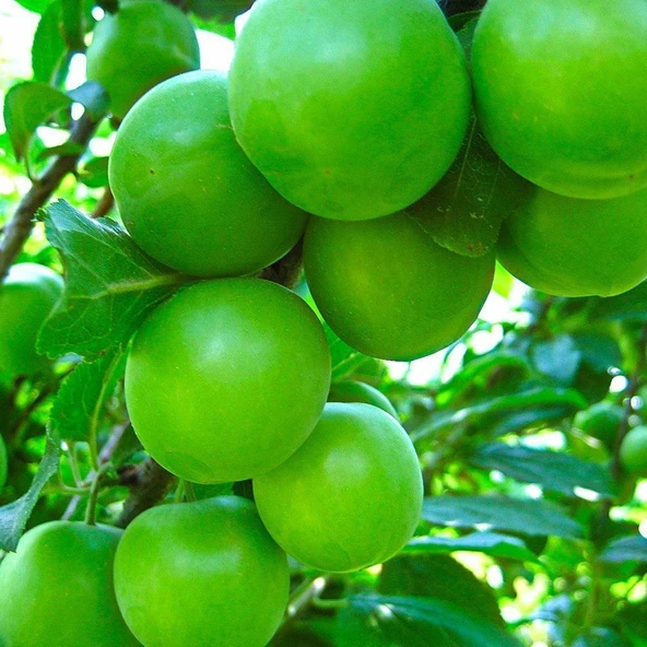 Tüplü AromasI Mükemmel Erkenci Yeşil Can Erik Fidanı