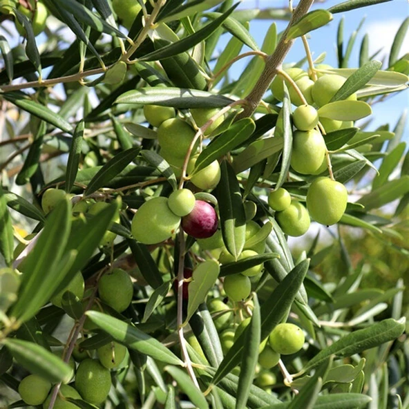 Seneye Meyve Verebilir Durumda Yağlılık Selelik Sofralık Gemlik Trilye Zeytin Fidanı (100-150 cm) - 2