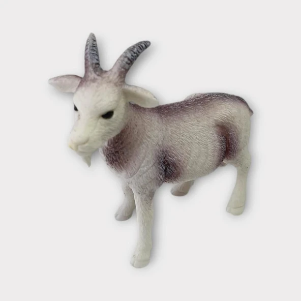 Çiftlik Hayvanları - Keçi - Resim 4