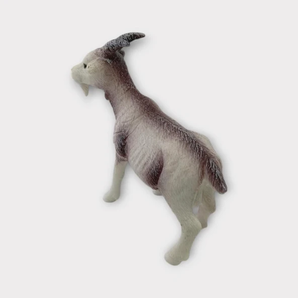 Çiftlik Hayvanları - Keçi - Resim 5