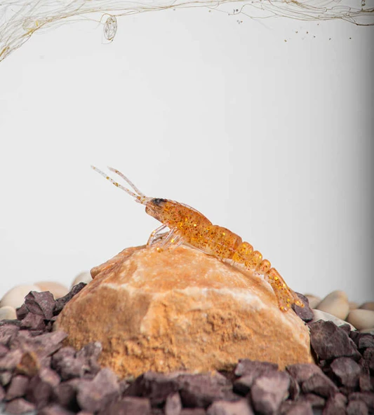 BEZLİ KARİDES 55 BAL KOYU 30P