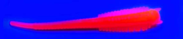 SPIINX SANDWORM SİLİKON 6CM 18P UV ORANGE - 4