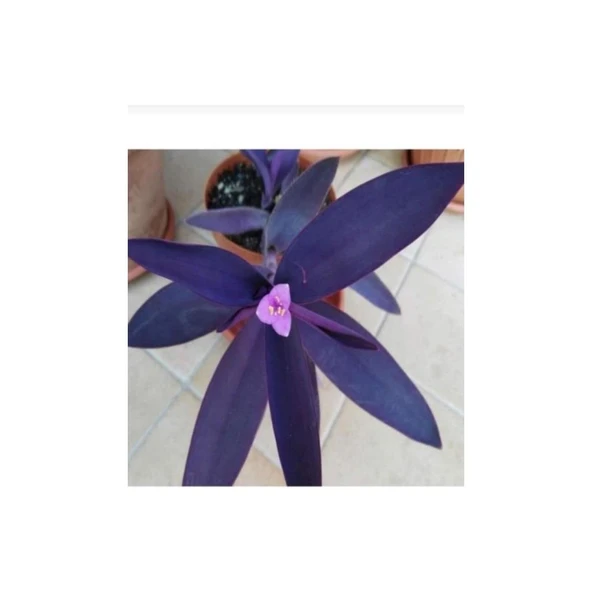 Telgraf Çiçeği Fidanı Tradescantia Purple Passion 10-20 cm - 3