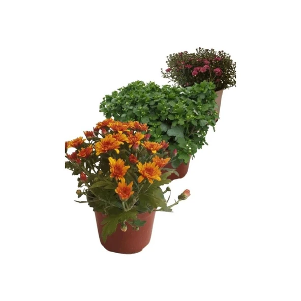 Karışık Renk Kasımpatı Fidanı 3 Adet Krizantem Chrysanthemum Seti 10-20 cm - 2