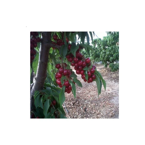 Reggina Kiraz Fidanı Açık Kök 40-80 cm
