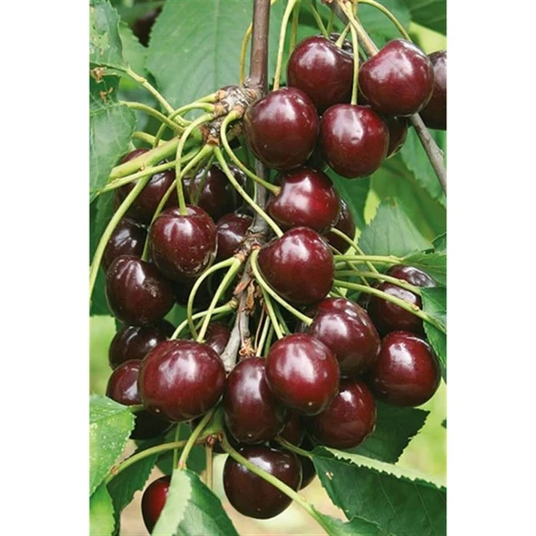 Kiraz Regina Fidanı Açık Kök 40-80 cm