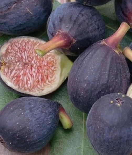 TÜPLÜ 2 YAŞ YEDİVEREN RONDE DE BORDEAUX İNCİR FİDANI BOY 150-180 CM - Resim 2