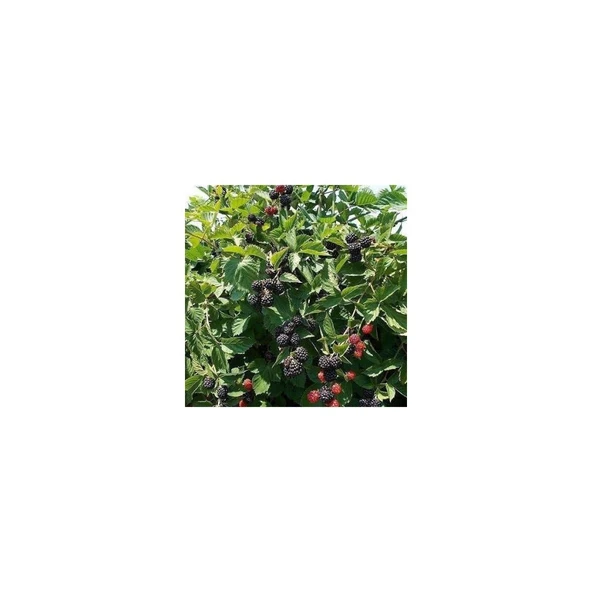 Açık Kök Böğürtlen Fidanı 40-80 cm - 2