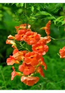 Acem Borusu Sarmaşık Turuncu Borazan Çiçeği Fidanı Tüplü 50-80 cm ürün görseli