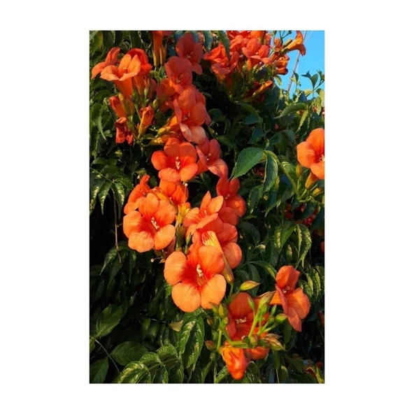 Acem Borusu Sarmaşık Turuncu Borazan Çiçeği Fidanı Tüplü 50-80 cm - Resim 2