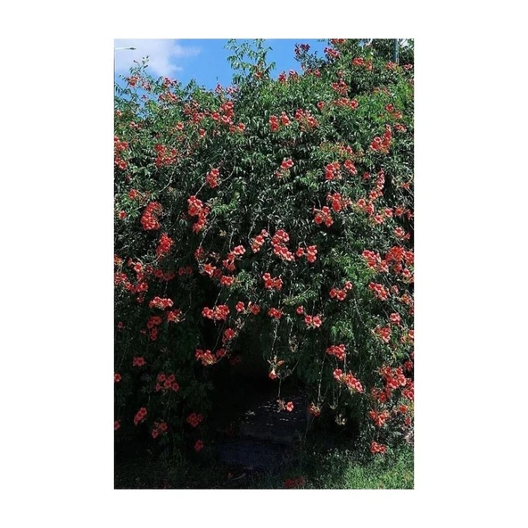 Acem Borusu Sarmaşık Turuncu Borazan Çiçeği Fidanı Tüplü 50-80 cm - Resim 3