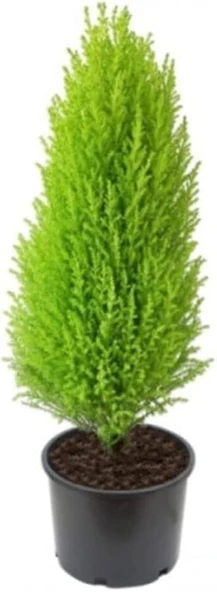 Limon Servi Çamı Fidanı 30-50 cm