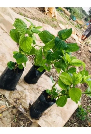 Alev Kırmızı Ortanca Çiçeği Fidanı Saksılı 1 Adet 15-25 cm - 3