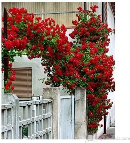 Kırmızı Sarmaşık Gül Fidanı 15-25 Cm - Resim 2