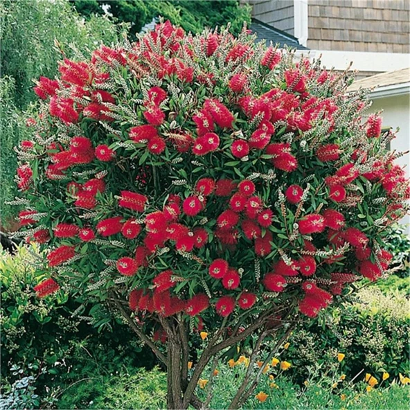 Fırça Çalısı Fidanı Callistemon Laevis 40-80 cm