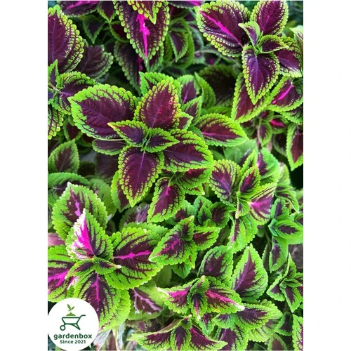 Yeşil Yaprak Güzeli Çiçeği 1 Adet Saksılı Kolyos (Coleus) - Resim 2