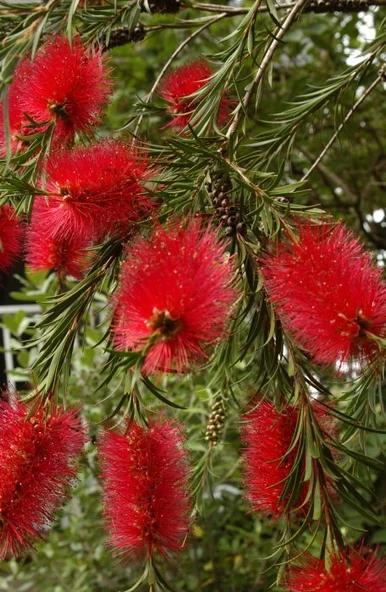Fırça Çalısı Fidanı Callistemon Laevis 40-80 cm - 3