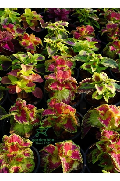 Kolyos Yeşil Yaprak Güzeli Çiçeği Fidanı 1 Adet 10-20 cm - Resim 2