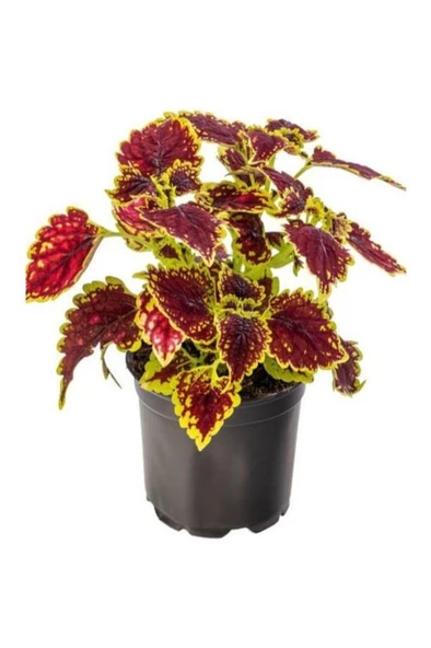 Saksılı Kolyos Yaprak Güzeli Çiçeği Fidanı Balkon Çiçeği 1 Adet ürün görseli