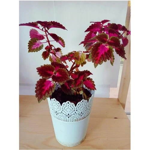 Coleus Yaprak Güzeli Bitkisi Kolyos 10-20 cm