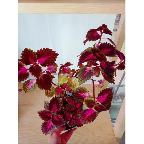 Coleus Yaprak Güzeli Bitkisi Kolyos 10-20 cm - Resim 2