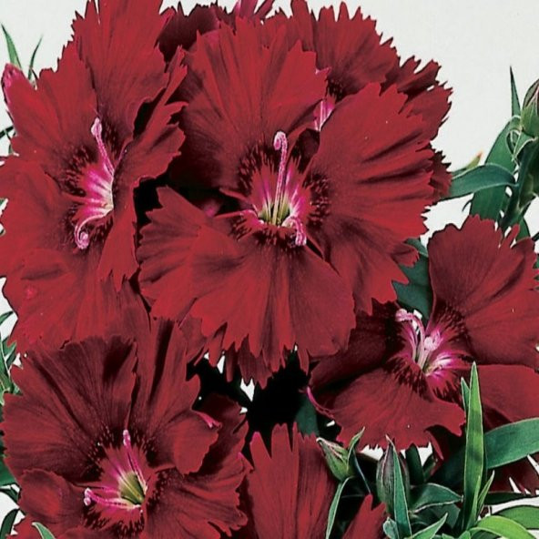 Chabaud Crimson Karanfil Çiçeği Tohumu(70 adet) - 2