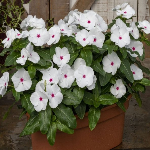 Vinca Rosea Bright Eyes Rozet Çiçeği Tohumu (20 tohum) - 2