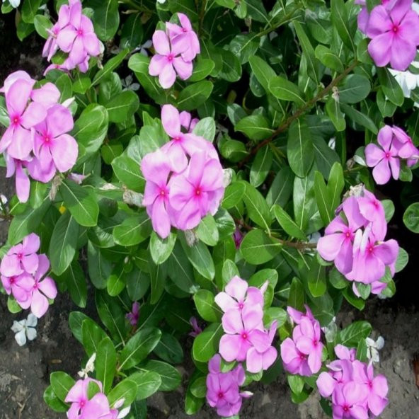 Vinca Rosea Little Pinkie Rozet Çiçeği Tohumu (20 tohum) - 2