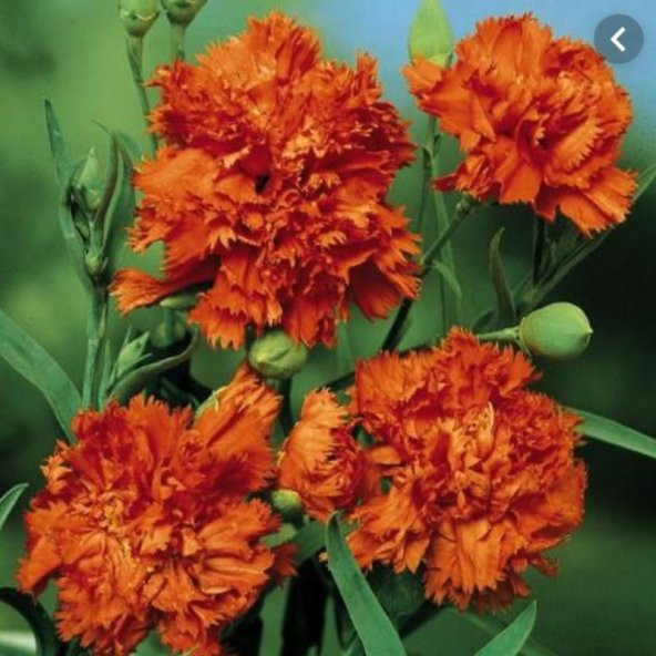 Chabaud Orange Karanfil Çiçeği Tohumu(70 adet)