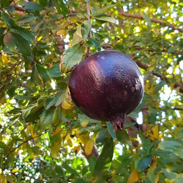 Tüplü Özel Üretim Siyah Nar Fidanı - 5