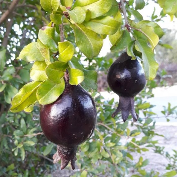 Tüplü Özel Üretim Siyah Nar Fidanı - 7