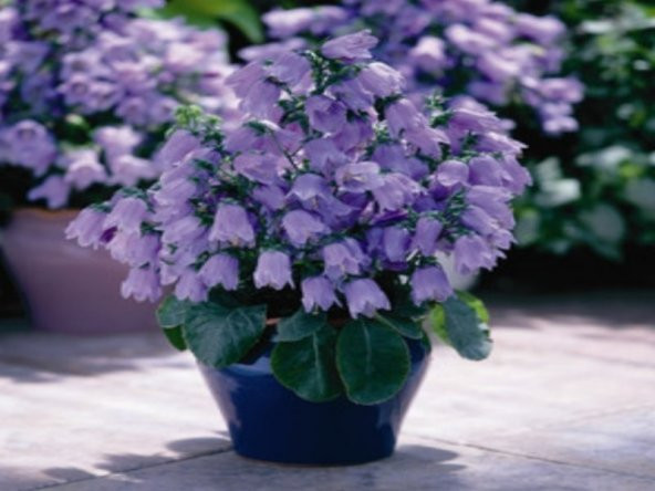 İsabella Dark Blue Çan Çiçeği Tohumu (100 tohum) - 9