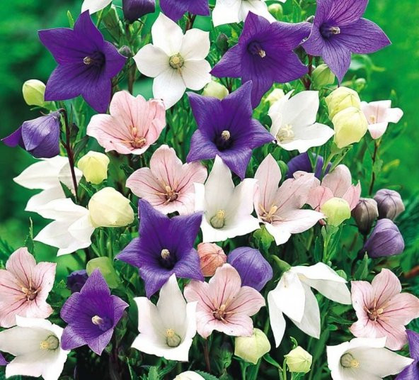 Dona Dayanıklı Platycodon İri Mixed Çiçekli Balon Çiçeği Tohumu(100 tohum) - 5