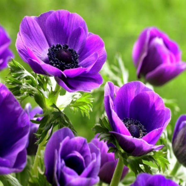 Pulsatilla Vulgaris Violet Dağ Lalesi Anemon Çiçeği Tohumu (5 tohum) - 4