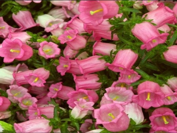 İsabella Rose Pink Çan Çiçeği Tohumu (100 tohum) - 3