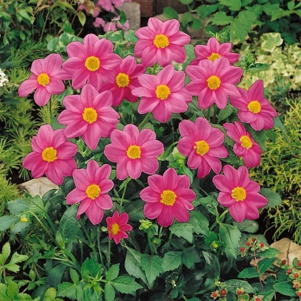 Miracle Bodur Mignon Rose Dahlia Yıldız Çiçeği Tohumu (80 tohum) - 2