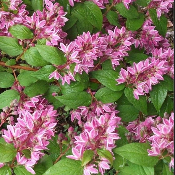 Nadir Bitki Tüplü Ebruli Deutzia Tourbillon Rouge Havlu Püskülü Fidanı - Resim 2