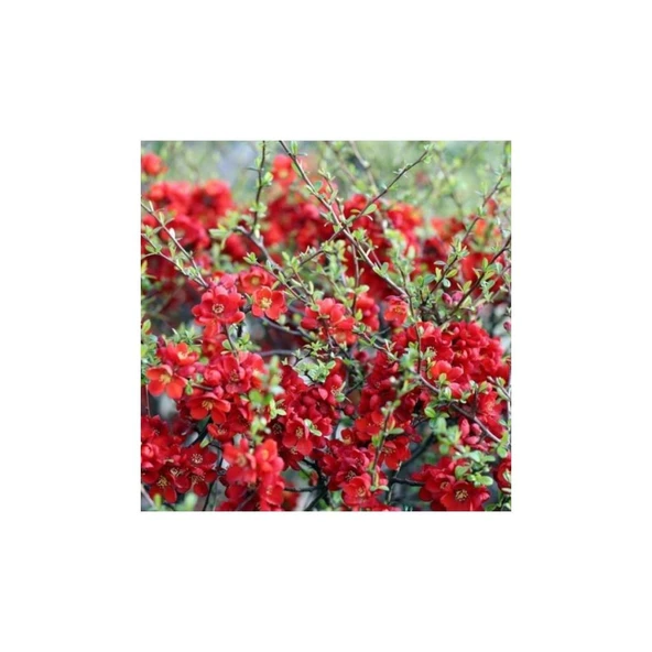 Kırmızı Bahar Dalı Çiçeği Fidanı 20-40 cm - 2