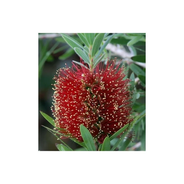 Fırça Çalısı Fidanı Callistemon Laevis 50-90 cm - 2