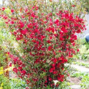 Japon Ayvası Bahar Dalı Fidanı Chaenomeles Japonica 30-50 cm