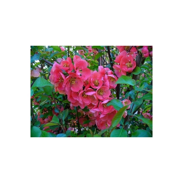Japon Ayvası Bahar Dalı Fidanı Chaenomeles Japonica 30-50 cm - Resim 3