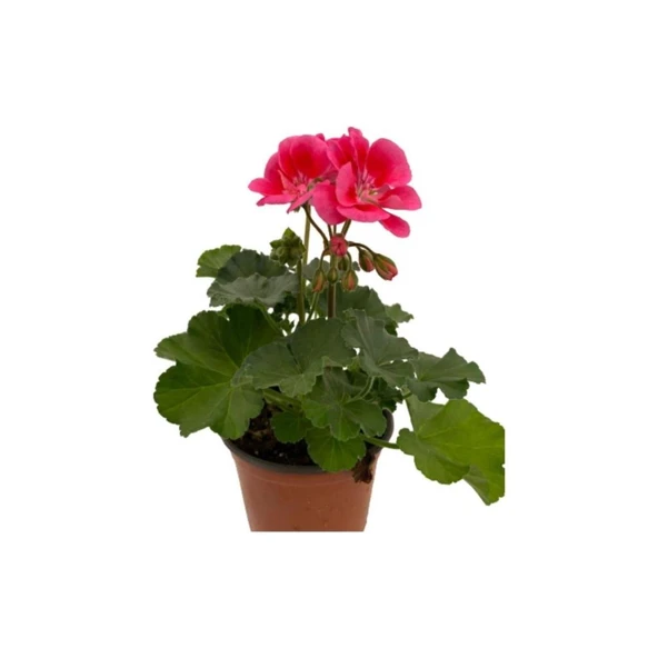 Isparta Gülü Ebruli Sardunya Çiçeği Fidesi 10-20 cm - Resim 4