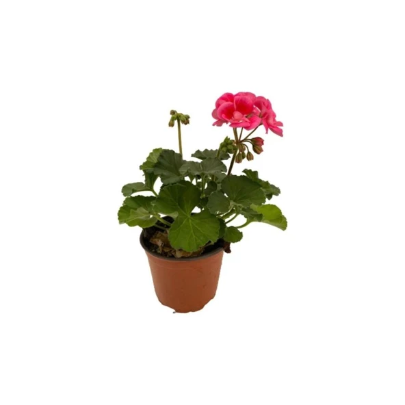 Ebruli Sardunya Çiçeği Fidesi Fidanı 10-20 cm