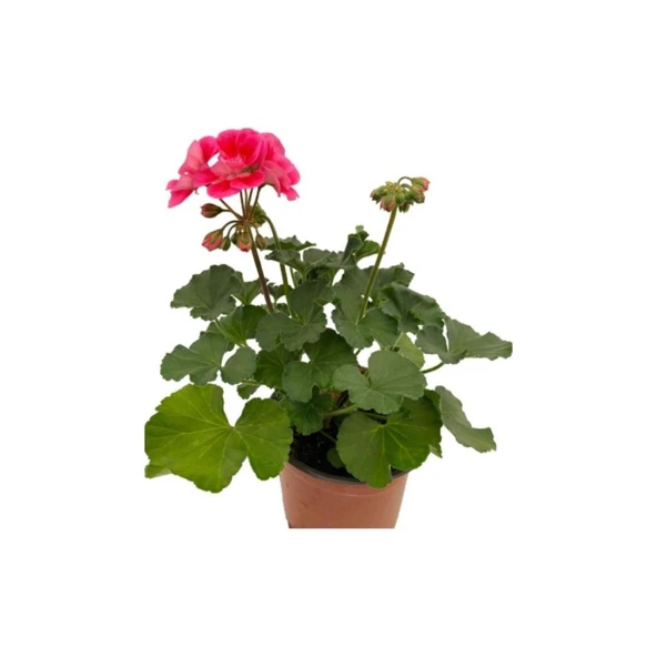 Ebruli Sardunya Çiçeği Fidesi Fidanı 10-20 cm - 3