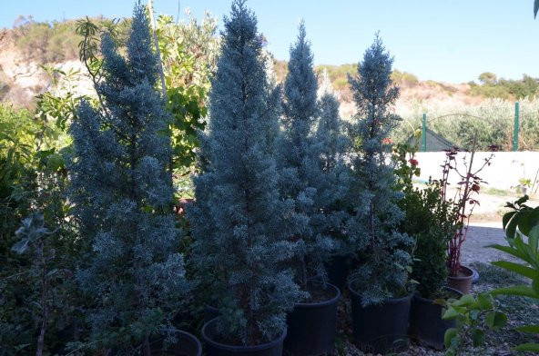 12 LT  Saksıda Cupressus Arizonica - Arizona Mavi Servi Fidanı 110-130 CM